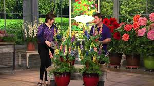 Huge sale on gardening planters now on. Roberta S 4 Pc Luscious Tutti Frutti Lupine Collection With Jacque Gonzales Youtube
