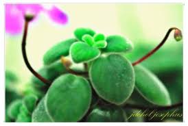 Image result for Streptocarpus milanjianus