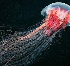 Image result for Jellyfish