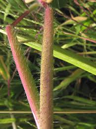 Image result for Digitaria diagonalis