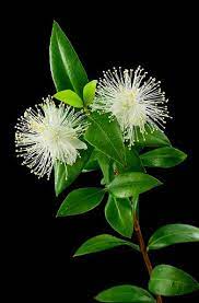 Bunch Of Myrtle Tree Twigs Close Up On Black Background Flowers Black Background Myrtle Flower Flowers Photography