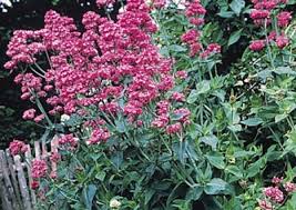 Image result for Dyssodia tenuiloba