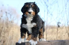 Bernedoodle puppies can typically be found in 3 main sizes, being either a standard, mini, or micro bernedoodle puppy. Standard Bernedoodle Breeder Standard Bernedoodle Puppies For Sale
