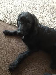 A labradoodle with straight hair, also known as a flat coat labradoodle, is the subject of much confusion and many misconceptions. Black Short Hair Male Labradoodle Middlewich Cheshire Pets4homes
