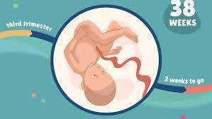 38 Weeks Pregnant Baby Development Symptoms And More