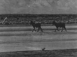 Image result for Blu Appennino 1981 Fleet