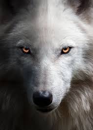 Angry Wolf Face Red Eyes Metal Poster Mk5 Studio Displate In 2020 Wolf Face Red Eyes Angry Wolf