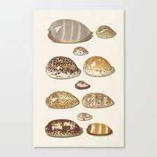 Vintage Seashell Chart Ii Canvas Print By Fineearthprints