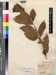 Image result for Combretum apiculatum