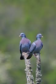 Pair Of Stock Doves At Warmsley Wadebridge Cornwall Aves Animais