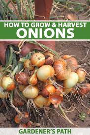 Maybe you would like to learn more about one of these? How To Plant And Grow Onions Gardener S Path