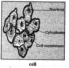 Plant cell diagram std 7. Kseeb Solutions For Class 7 Science Chapter 1 Nutrition In Plants Kseeb Solutions