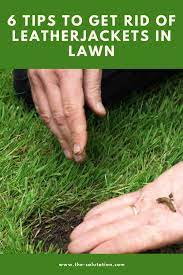 6 Tips To Get Rid Of Leatherjackets In Lawn