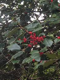 This plant has a number of other common names, including hummock holly, dune holly, and scrub holly. Holly Tree Guide Rock Bridges Trees