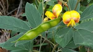 Image result for Cajanus cajan