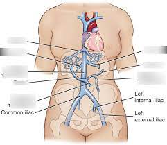Label the steps in the homeostatic response to high blood pressure. Abdominal Veins Labeling Diagram Quizlet