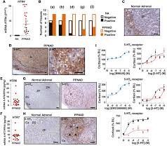 Patients with ppnad often present with atypical cs, which is characterized by an asthenic, rather than obese, body habitus caused by severe osteoporosis, short stature and severe muscle and skin. Jci Insight Pka Regulatory Subunit 1a Inactivating Mutation Induces Serotonin Signaling In Primary Pigmented Nodular Adrenal Disease