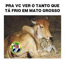 Jun 28, 2021 · grêmio x fortaleza se enfrentaram na noite do último domingo (27), na arena, em porto alegre, pela sétima rodada do brasileirão 2021. Mato Grossenses Nao Perdoam E Frio Vira Piada Nas Redes Sociais Gazeta Digital