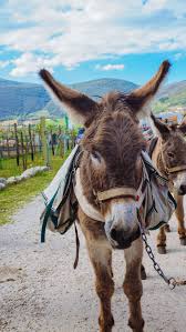 Insider Local Travel Umbria Guide The Taste Edit Umbria Animals Pet Birds