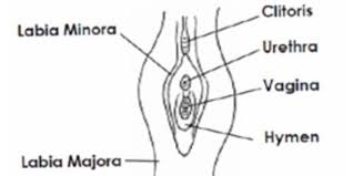 If it has a little hole or circle its a male. Child Abuse Pediatrician Corrects Falsehoods About Virginity With A Vital Anatomy Lesson Upworthy