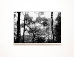 Black And White Photo Canvas Wall Art Jungle Black And White Photography Fine Art Print Borneo Malaysia Travel Photography Black White Canvas Wall Art Forest And Trees Print Jungle Wall Art Black And White Wall Art Fine Art