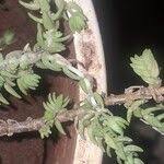 Image result for Crassula schimperi