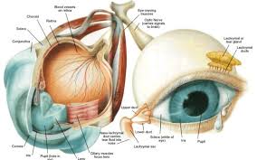 Maybe you would like to learn more about one of these? Sistem Indera Mata Manusia Dan Gangguannya Ulya Days