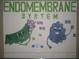 Pin On Cell Structure Function