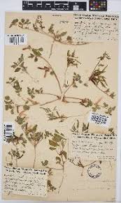 Image result for Cyamopsis serrata