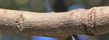 Image result for Lannea discolor