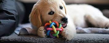 Not all pet insurance policies include dental cover as standard and the level of cover can vary. Pet Dental Insurance Trupanion