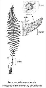 Image result for Amauropelta