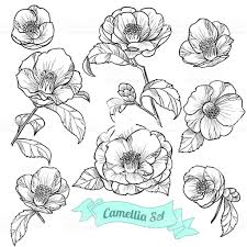 Anemone Flower Tattoo Black And White Pin On Tattoos 3