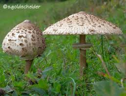 Pilze Selber Anbauen Im Zimmer Oder Garten Auf Dem Balkon Und Im Keller