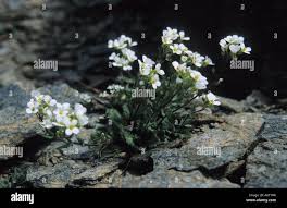Image result for Arabis alpina