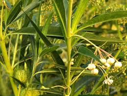 Image result for Gomphocarpus glaucophyllus