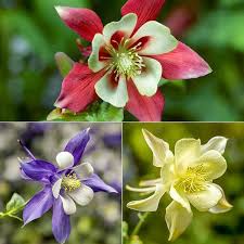 Image result for Aquilegia pompom mix
