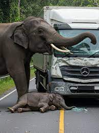 Elephant Calf Hit by A Truck | TikTok