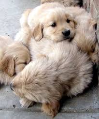 The top golden retriever rescue in oregon rescues in nearby states if golden bond rescue doesn't have a golden retriever for you, or if the rescues in nearby. 170 Golden Retriever Rescue Ideas Golden Retriever Retriever I Love Dogs