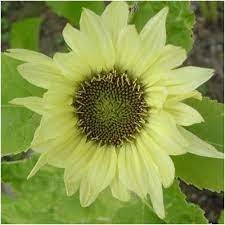 Jade Sunflower Seeds Helianthus Annuus Sunflower Sunflower Seeds Soda Can Flowers