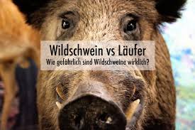 Sind Wildschweine Fur Laufer Und Jogger Gefahrlich Marathon Vorbereitung Verbessere Dein Lauftraining