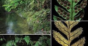Image result for Lomariopsidaceae