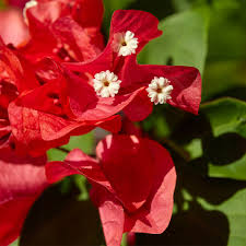 Image result for Bougainvillea