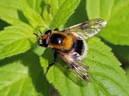 bee mimics insects that look like bees but are not