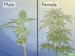 How To Identify Female And Male Marijuana Plants 9 Steps