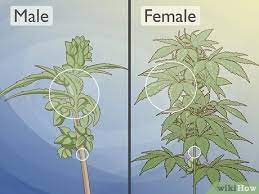More images for how to tell a male pot plant from a female » How To Identify Female And Male Marijuana Plants 9 Steps