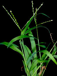 Image result for Digitaria nitens
