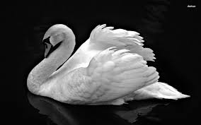 Black And White Swan Black And White Swan Hd Wallpaper Swan Wallpaper Swan Photography White Swan