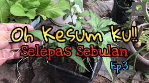 Air rebusan daun kesum diminum untuk menyembuhkan masalah pencernaan. Cara Menanam Pokok Kesum Dan 19 Khasiatnya Untuk Kesihatan