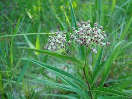 Longleaf Milkweed Plant Leaves Profile Grows In Moist To Wet Pinelands In Full Sun Asclepias Milkweed Plant Plants